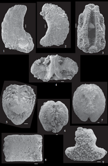 File:Ophiuroids - Jagt plate 18.png (Category:Felderophiura vanderhami)