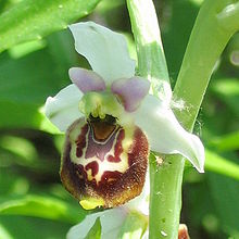 OphrysSconosciutaFiore.jpeg