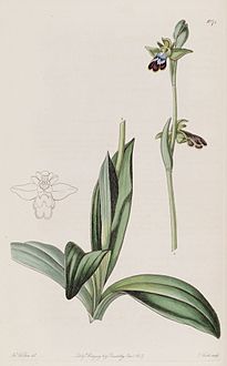 Ophrys fusca - Bot. Reg. 13 pl. 1071 (1827).jpg