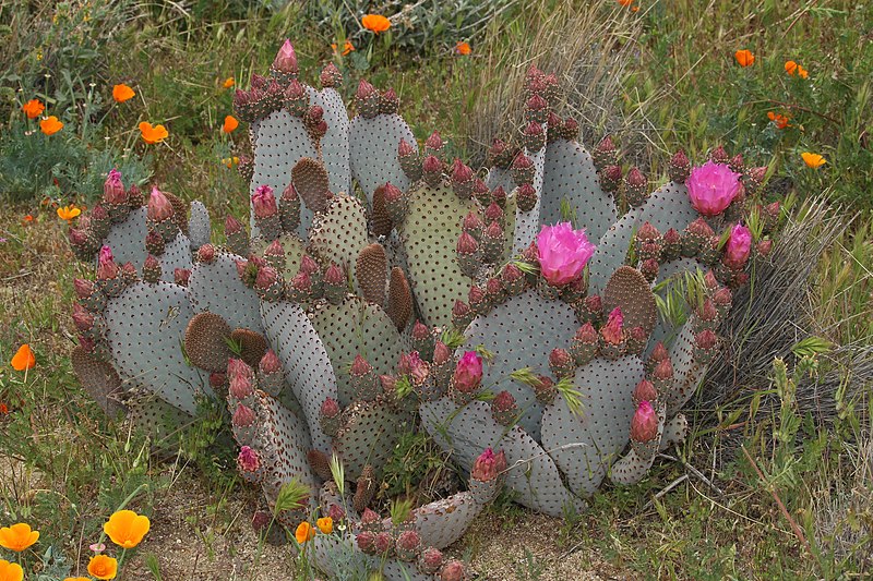 File:Opuntia basilaris 7952.JPG