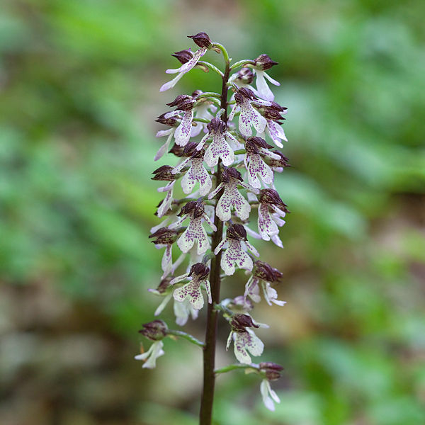 File:Orchis.purpurea.8276.jpg