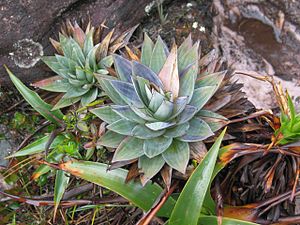 Orectanthe sceptrum Roraima 2.jpg