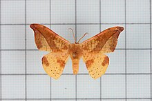 Oreta extensa1.jpg