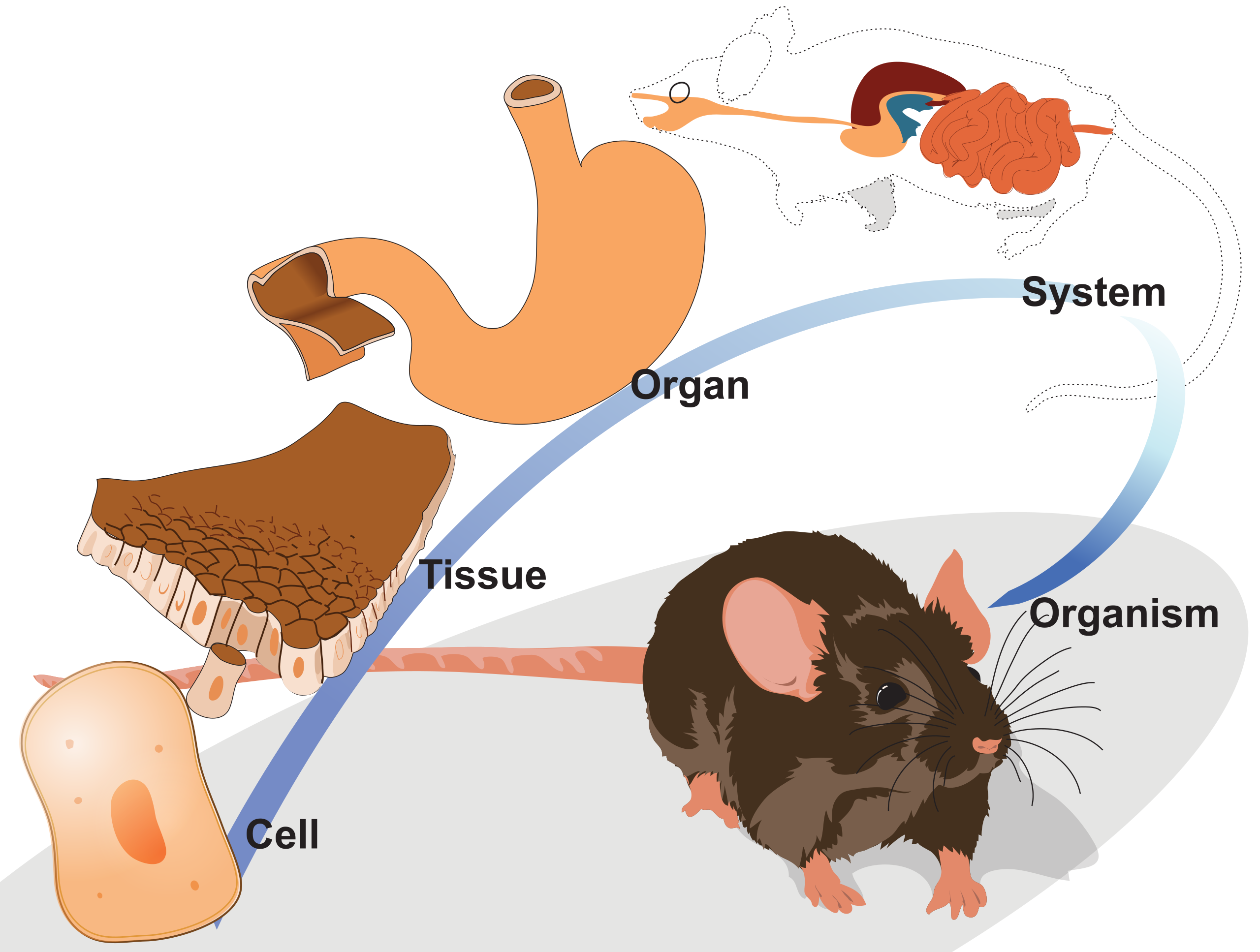 Ткани органы системы органов животных. Клетка ткань орган система органов. Клетка ткань орган система органов организм животного. Схема клетка ткань орган система органов организм. И органы клетки организм ткани системы организмов.