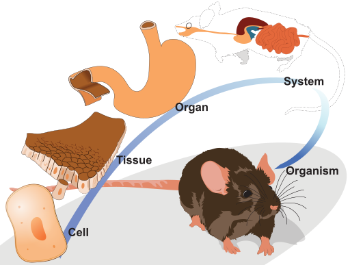 Organization levels mouse