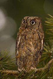 Otus scops 1 (Bohuš Číčel).jpg