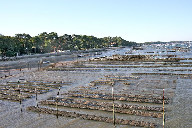 Fájl:Oyster farming, France.jpg