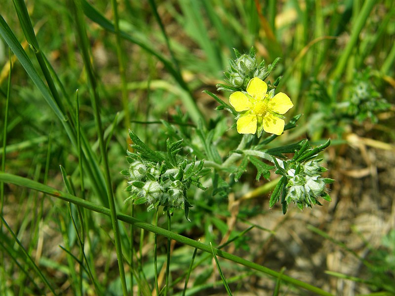 File:PP Na Popovickem kopci 040 Potentilla argentea.jpg