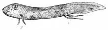 The West African lungfish possesses a lung homologous to swim bladders PSM V20 D769 Lepidosiren annectens using the air bladder as a lung.jpg