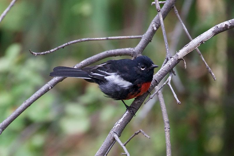 File:Painted Redstart - Hunter Canyon - Huachuca Mtns - Sierra Vista - AZ - 2015-09-03at11-59-362 (20957674269).jpg