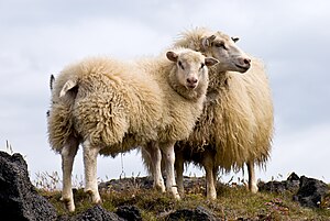 Pair of Icelandic Sheep.jpg