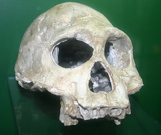 Detailed view of Dmanisi skull 3 Paleolithic skull from Dmanisi.jpg