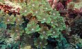 Palm Coral (Clavularia sp.) (6135839821).jpg