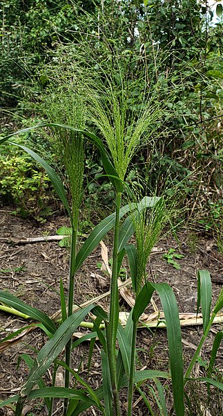 File:Panicum capillare inflorescence (24).jpg