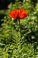 * Nomination Oriental poppy (Papaver orientale) --Uoaei1 16:39, 6 July 2015 (UTC) * Promotion  Support Good quality. --XRay 16:47, 6 July 2015 (UTC)