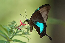 Papilio buddha
