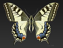 Papilio machaon MHNT CUT 2013 3 11 Cahors Female Dorsal.jpg