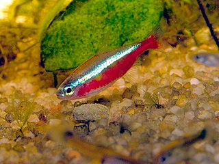 Cardinal tetra Species of fish