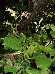 頭花は総状または円錐状につく。