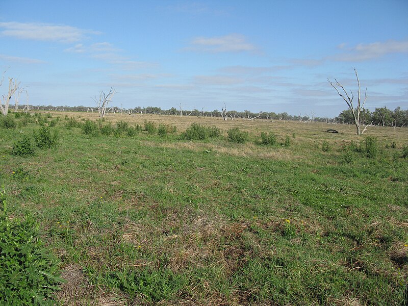 File:Paspalum distichum habit17 (8251305034).jpg