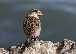 Passer domesticus - House sparrow 01.jpg