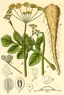 Pastinaca sativa (paprastasis pastarnokas) was a popular food before the appearance of potatoes. K.Donelaitis in his poem The Seasons promoted growing of parsnips.