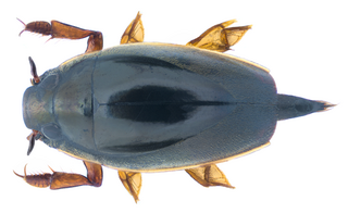 <i>Orectochilus discifer</i> Species of beetle