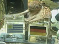 توقع الأخطبوط بول الصحيح في مباراة ألمانيا والأوروغواي.