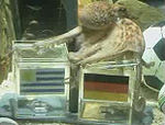 Paul the octopus