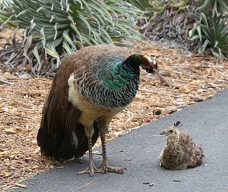 Big & Small: Peahen with her peachick