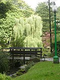 Thumbnail for File:Peasholm Park - Weeping Willow near Duck Pond - geograph.org.uk - 2061321.jpg