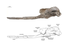 Modern Platanista species (top) have more extensive supraorbital crests than Pebanista (bottom).