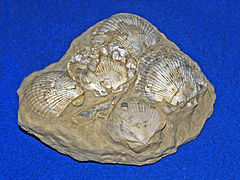 Pecten nigromagnus (fósil do plioceno)
