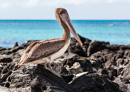 Galapagos brown pelican