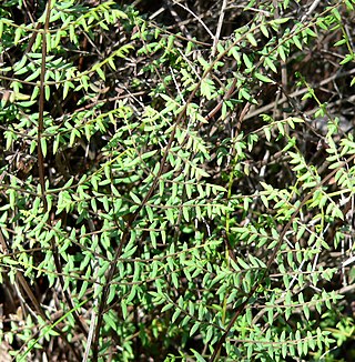 <i>Pellaea mucronata</i> Species of plant