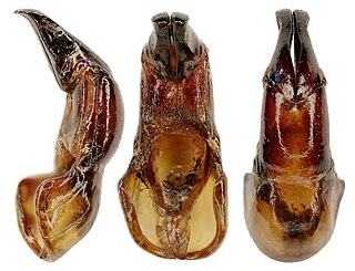 <span class="mw-page-title-main">Aedeagus</span> Reproductive organ of male arthropods