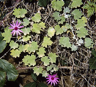<i>Pericallis lanata</i> Species of flowering plant