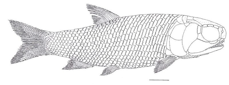 File:Perleidus altolepis recon.jpg