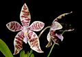 Phalaenopsis hieroglyphica