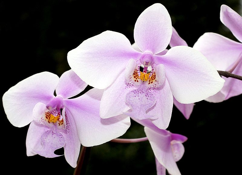 File:Phalaenopsis schilleriana Orchi 010.jpg