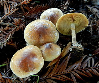 <i>Pholiota iterata</i> species of fungus