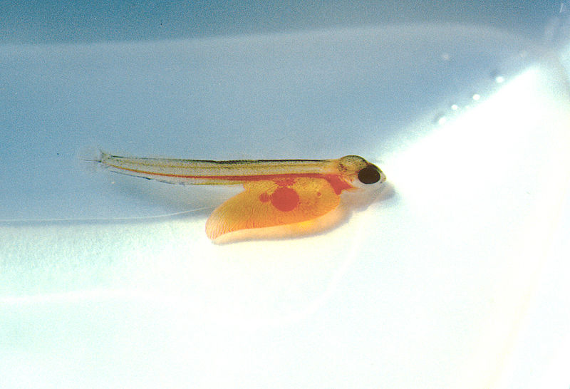 File:Photo of the Week - Atlantic Salmon Sac Fry (5197995371).jpg