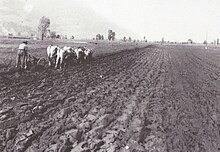 Piano di Magadino - Foto anni '20 del secolo scorso