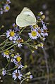 * Nomination Pieris brassicae. Vic-la-Gardiole, Hérault, France. --Christian Ferrer 12:32, 14 January 2016 (UTC) * Promotion Good quality. --Johann Jaritz 12:59, 14 January 2016 (UTC)