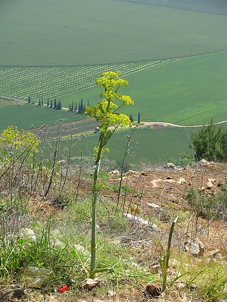 File:PikiWiki Israel 17232 Plants of Israel.jpg