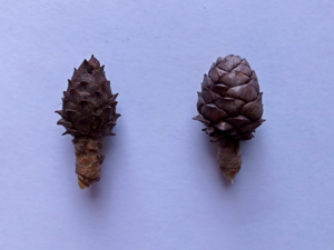 Pinus pumila (left) and Pinus pumila × P. sibirica (right) cone