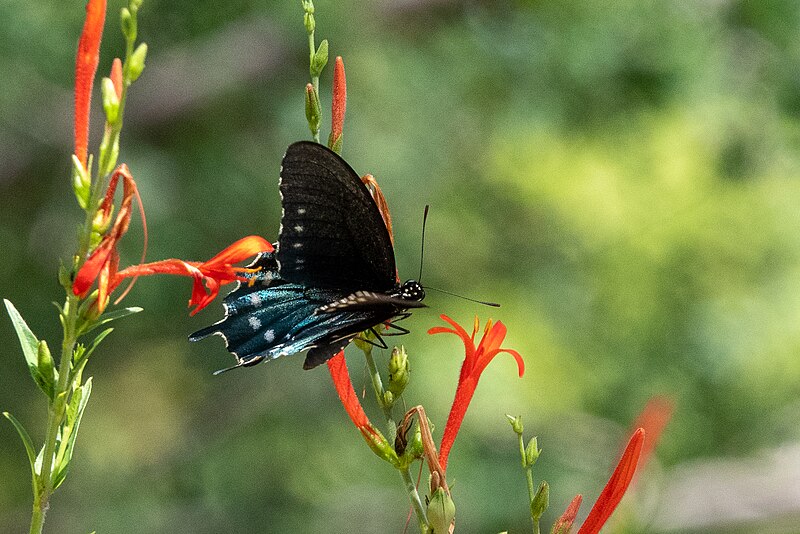 File:Pipevine Swallowtail San Pedro House & River Sierra Vista AZ 2019-07-25 10-25-48 (48441573357).jpg