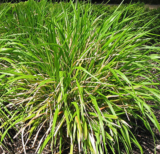 <i>Piptatherum</i> Genus of grasses