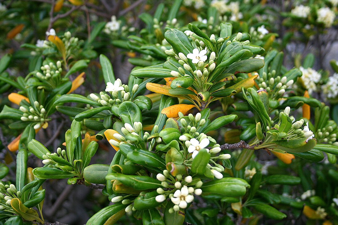 Pittosporum tobira