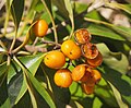 Thumbnail for Pittosporum ferrugineum